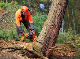  Yaeyville, NC Tree Care Services Pros