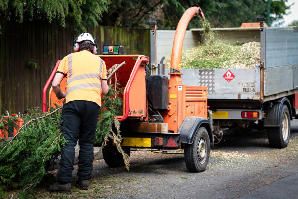 Best Grass Overseeding  in Yaeyville, NC