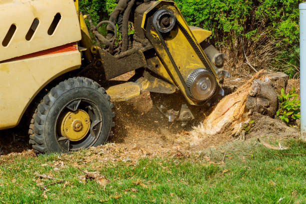 Best Seasonal Cleanup (Spring/Fall)  in Yaeyville, NC