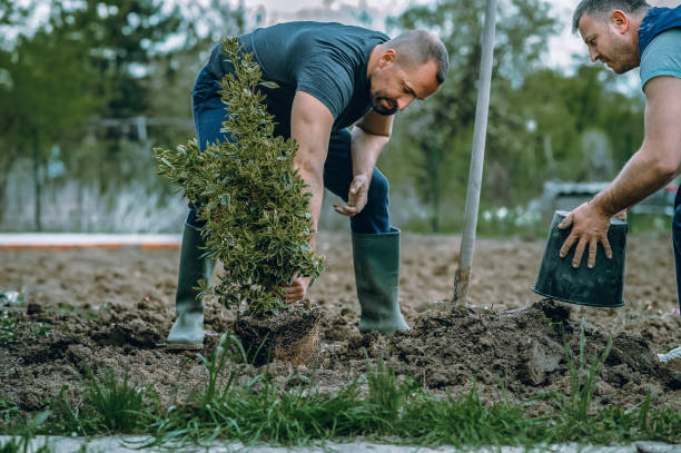 Best Storm Damage Tree Cleanup  in Yaeyville, NC