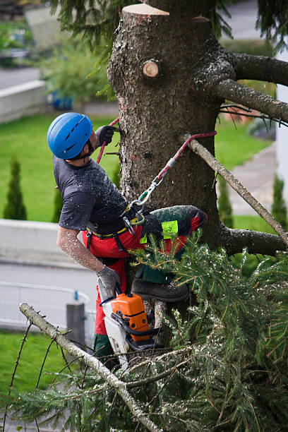 Best Root Management and Removal  in Yaeyville, NC