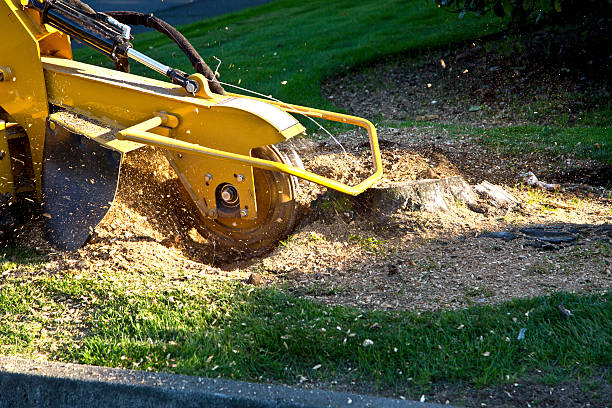 Best Utility Line Clearance  in Yaeyville, NC