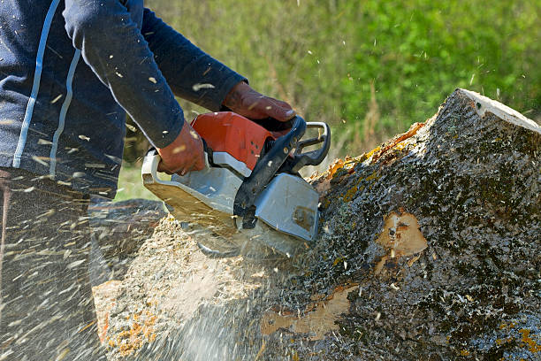 Best Commercial Tree Services  in Yaeyville, NC